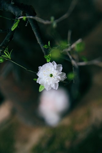 Ngắm[-]mai[-]trắng[-]giá[-]tiền[-]triệu[-]giữa[-]Thủ[-]đô[-]Hà[-]Nội